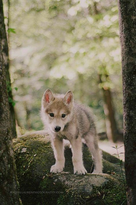 Wolf pup >3 Wolf Puppy, Baby Wolves, Baby Wolf, Wolf Pup, Wolf Photos, Wolf Spirit Animal, Wolf Love, Wolf Pictures, Beautiful Wolves