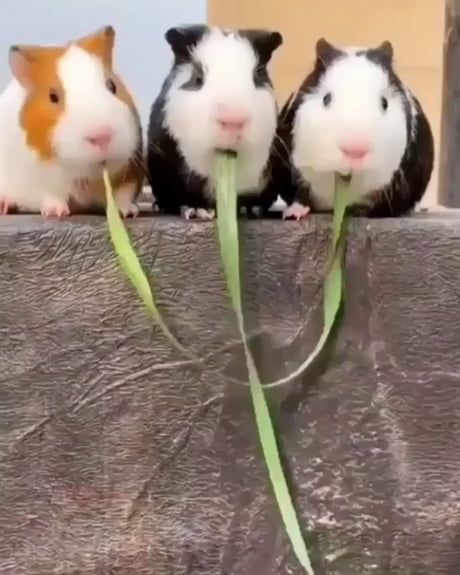 Guinea Pig Care, Cute Guinea Pigs, Baby Pigs, Hamsters, Guinea Pig, Cute Little Animals, 귀여운 동물, Cute Funny Animals, Animals Friends