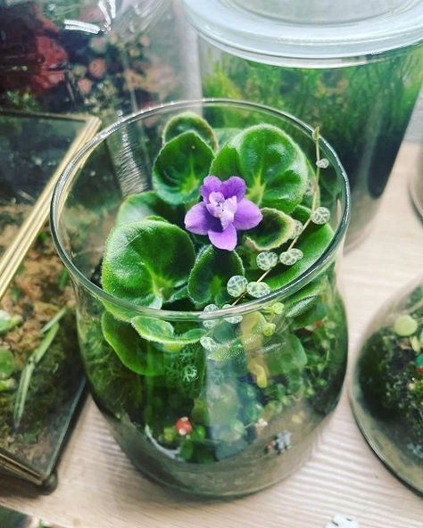 Grow These Purple Plants in Jars, Bottles, and Vases | Balcony Garden Web African Violet Terrarium Diy, African Violets In Terrariums, African Violet Display Ideas, African Violet Display, Flower Vase Arrangements Diy, Diy Orchid Pot Ideas, Plant Display Ideas Indoor, African Violet Terrarium, Violet Terrarium