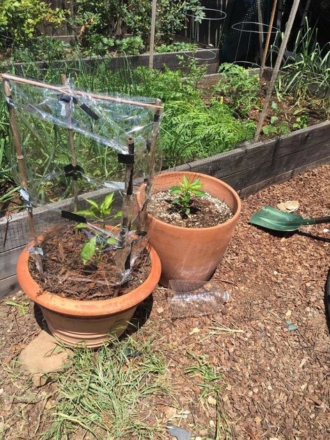 Tried to make a small greenhouse out of saran wrap for my bell peppers Saran Wrap, Small Greenhouse, Bell Peppers, Stuffed Bell Peppers, Peppers, Stuffed Peppers, Plants