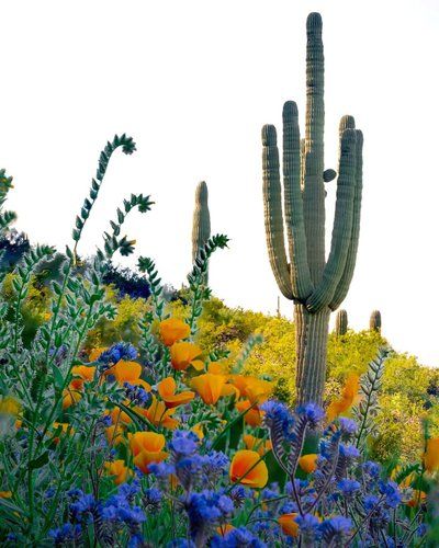 Countryside Photos, Spring Food, Cactus Photography, National Parks Photography, Desert Flowers, Desert Vibes, Restaurant Week, Sonoran Desert, Food And Beverage