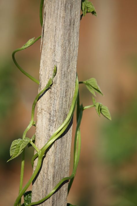 bean growing up stake Bean Growing, Bean Plant, Runner Beans, Vegetable Gardening, Green Garden, Garden Diy, Gardening Ideas, Horticulture, Vegetable Garden