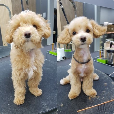 Shitzu Poodle Mix Haircuts, Chipoo Haircut, Malti Poo Haircut, Malti Poo Haircut Styles, Small Dog Haircuts Style, Shipoo Dog Haircuts, Maltipoo Grooming Styles, Dog Grooming Styles Maltipoo, Puppy Grooming Styles