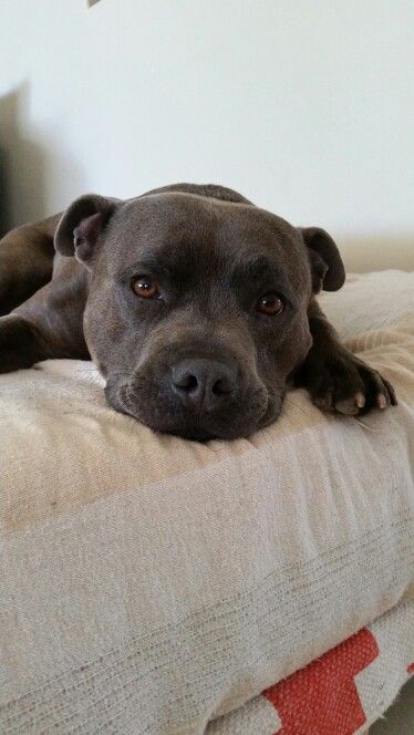 Storm. Male english staffordshire bull terrier. 3 yr old. Blue Fawn brindle. Loved family pet. #staffy Fawn Brindle, English Staffordshire Bull Terrier, Funny Pugs, Staffy Dog, Pitt Bulls, Blue Pits, Ragdoll Cats, Animals Dog, Family Pets