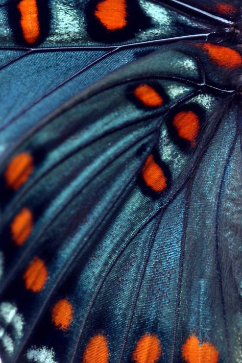 Butterfly Wing Photography, Close Up Of Butterfly Wing, Butterfly Wings Photography, Butterfly Wings Close Up, Butterfly Close Up Photography, Butterfly Close Up, Butterfly Wing Pattern, Texture Butterfly, Butterfly Texture