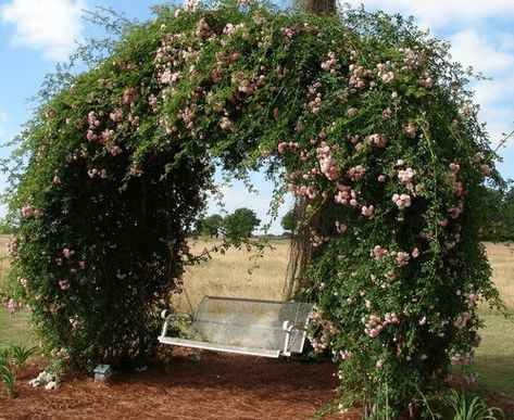 Recycled Trampoline, Old Trampoline, Backyard Trampoline, Wooden Pergola, Trampolines, Outdoor Tent, Diy Pergola, Trash To Treasure, Backyard Projects