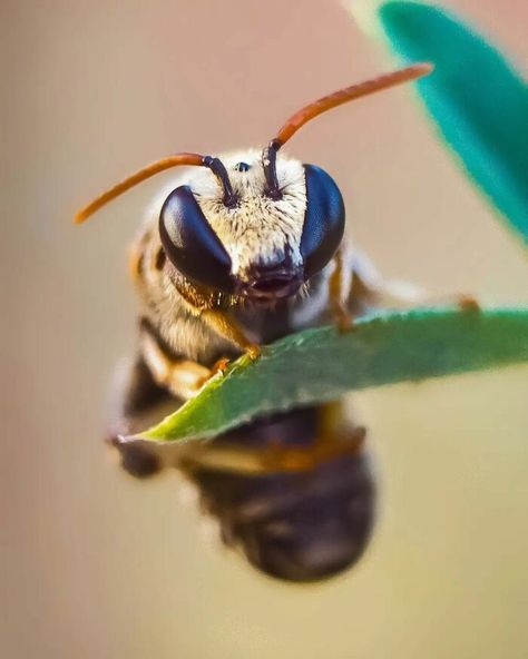 Photography Of Nature, Macro Photography Nature, Beautiful Dogs Photos, Macro Photographers, Panda Art, Macro Shots, Close Up Portraits, Macro Photos, Photo Story