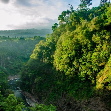 Rainforest Trust on Instagram: “We cannot stop climate change without saving tropical forests. If tropical deforestation were a country, it would be the third largest…” Tropical Forests, Elderly People, Healthy Motivation, Tropical Climate, Tropical Forest, Costa Rica, Forest, The Incredibles, Education