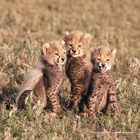 Cheetah Aesthetic, Aesthetic Cheetah, Tall Hair, Baby Cheetah, Serval Cats, Cheetah Cubs, Cats Pictures, Baby Cheetahs, Animals Friendship