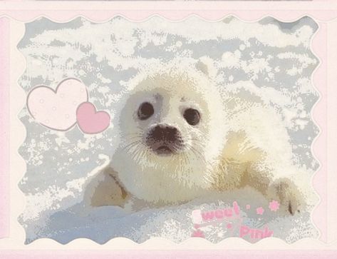 Seal Aesthetic, Harp Seal Pup, Baby Harp Seal, Harp Seal, Cute Seals, Seal Pup, Baby Seal, Kawaii Aesthetic, Silly Animals