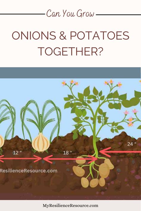 When To Grow Potatoes, Companion Plants For Potatoes, Potato Companion Planting, Companion Planting Potatoes, Onion Companion Plants, Onion Companion Planting, When To Plant Potatoes, Potato Companion Plants, Grow Potatoes In Container