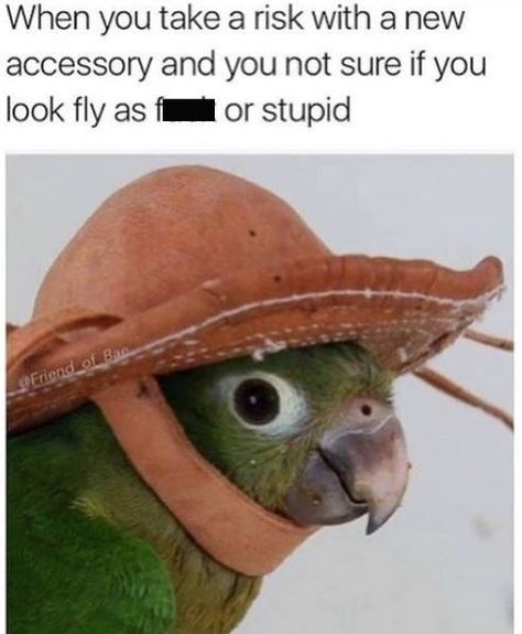 Adaptation - When you take a risk with a accessory and you not sure if you look fly as for stupid Friend of Bar Funny Parrots, Memes Of The Day, Parrot Toys, Funny Birds, Arte Animal, Animal Memes, Pet Care, Pet Birds, Parrot