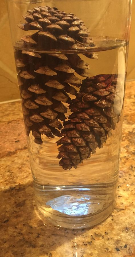 Pine Cone Seeds, Nature Experiments, Pine Seeds, Science Experience, Water Experiments, Painted Pinecones, Fall Nature, Vegetable Garden Planning, Fairy Garden Crafts