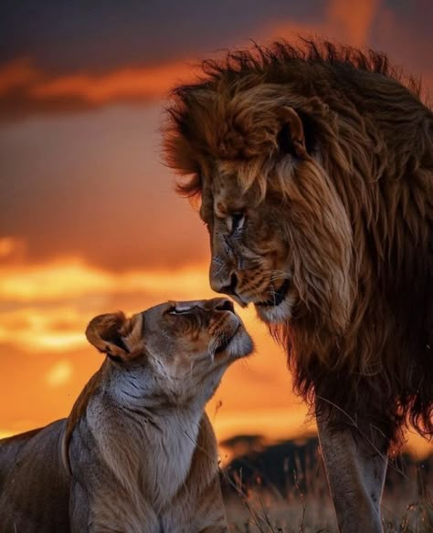 Lion Couple, Lion Toys, Wild Animal Wallpaper, Lion Family, Lion King Pictures, Lion Jewelry, Lion Photography, Lions Photos, Lion And Lioness