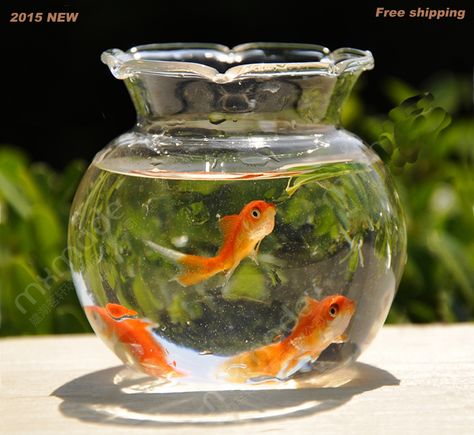 Fish Bowl Decorations, Round Fish Tank, Happiest Animal, Be A Goldfish, Strawberry Honey, Pet Goldfish, Goldfish Aquarium, Summer In Japan, Glass Fish Bowl