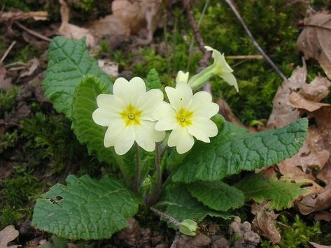 Wild Primrose Wild Primrose, Prime Rose, Primrose Flowers, Beautiful Flowers Images, Picture Quilts, Clay Flowers, Flowers Nature, Beautiful Images, Floral Watercolor