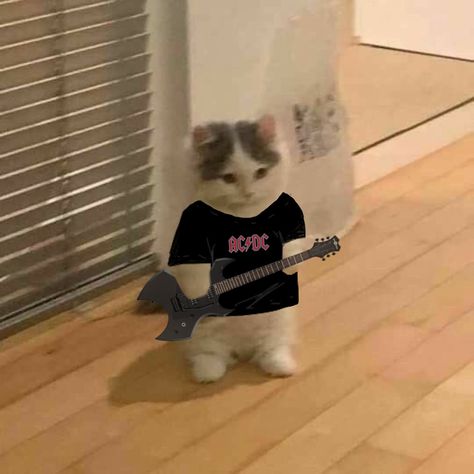 Rock Profile Picture, Music Profile Picture, Guitar Pfp, Rockstar Cat, Cat Singing, Rock Cat, Square Pictures, Standing Cat, Cat Music