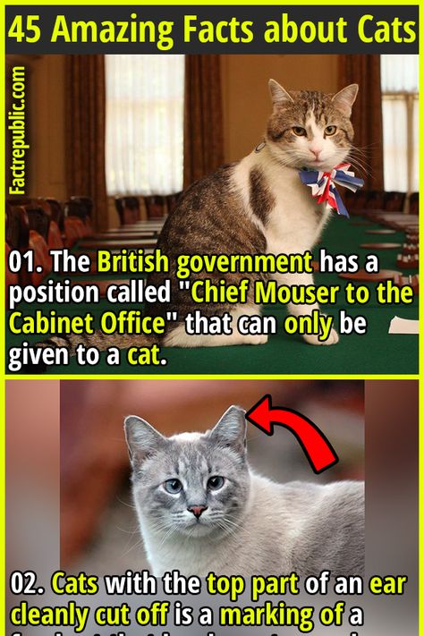 01. The British government has a position called "Chief Mouser to the Cabinet Office" that can only be given to a cat. #cats #animal #science #knowledge #education #pets Unusual People, Facts About Cats, Fact Republic, Science Knowledge, Cabinet Office, Animal Science, Pet Cats, British Government, Cat Facts