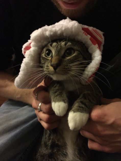 Kitty gets a snow hat http://ift.tt/2gwKI73 Cat With Ushanka, Cat Ushanka, Snow Animals, Russian Hat, Snow Hat, Mad Women, Kitty Images, Cat Meme, Wearing A Hat