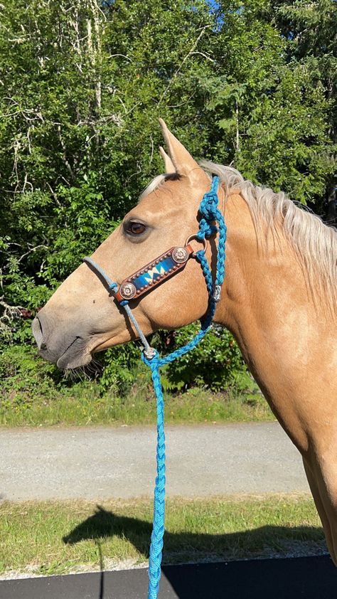 OBSESSED with this halter😻 Custom Horse Halter, Halter For Horses, Barrel Racing Tack Rodeo, Bling Horse Tack, Horse Tack Diy, Horse Halter, Cute Cowgirl Outfits, Horse Halters, Barrel Racing Tack