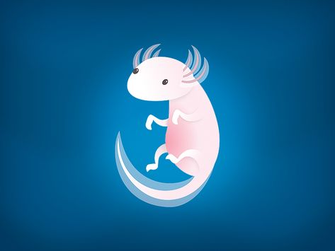 Cute Axolotl - Underwater Life Axolotl Animation, Axolotl Wallpaper, Axolotl Art, Animated Art, Cute Axolotl, Animation Character, Underwater Creatures, Illustration Ideas, Underwater Life