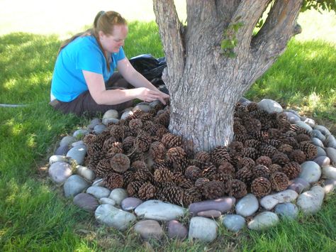 What a great idea! Use pine cones instead of mulch! So I'll be picking up all your pine cones people!!!  ;) Landscaping Around Trees, Mulch Landscaping, Outdoor Christmas Tree, Pine Cone Decorations, Rock Garden Landscaping, Have Inspiration, Diy Backyard, Pine Cone, Mulch