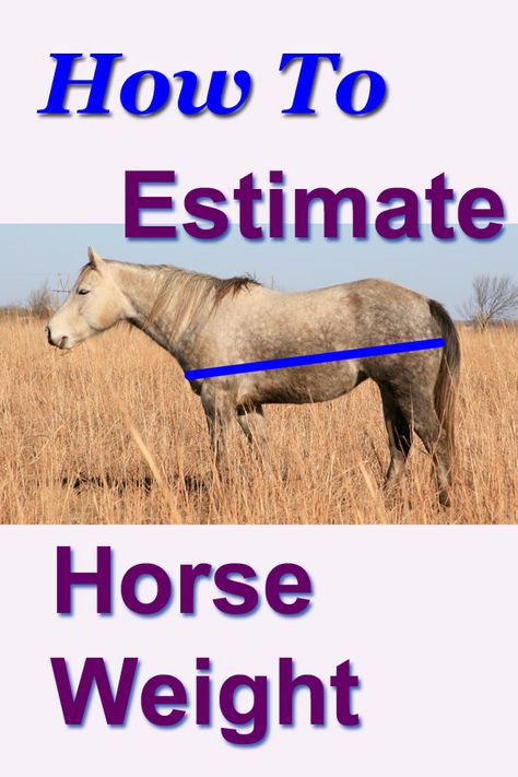 How to estimate horse weight. Knowing your horse's weight can be very helpful for calculating feed rations, knowing how much de-wormer to administer, and more. There are several ways commonly used to estimate a horse's weight. We show you two common methods in text and photos. We performed both methods ourselves on three different horses, then compared the estimated weights to actual weights on a livestock scale. Horse Study, Horse Weight, Clinton Anderson, Saddle Shop, Equestrian Helmets, Horse Facts, Equestrian Problems, Horse Anatomy, Equestrian Helmet