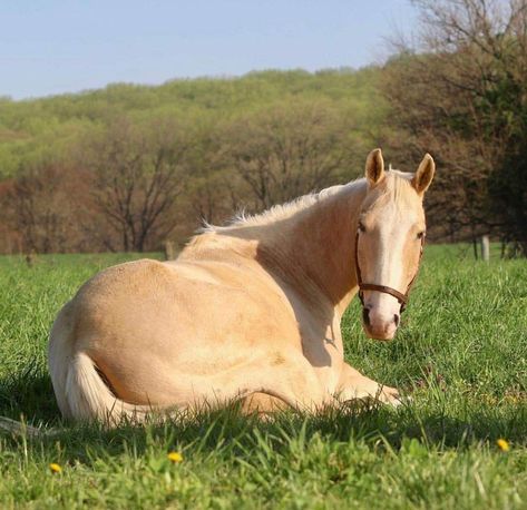 Dapple Palomino Horse, Palomino Horse Aesthetic, Horses Palomino, Pretty Horses Palomino, Tan Horse, Cavalo Palomino, Palomino Paint Horse, Sooty Palomino, Horse Palomino