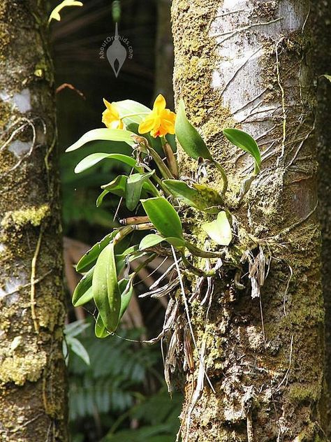 Orchid in nature..roots have air flow. If you keep orchids in pots need re-planting every year or two. I place my orchids out of pots Tropical Botanical Garden, Wild Orchids, Cattleya Orchid, Hawaii Tropical, Growing Orchids, Tropical Botanical, Orchids Garden, Unusual Flowers, Wild Orchid