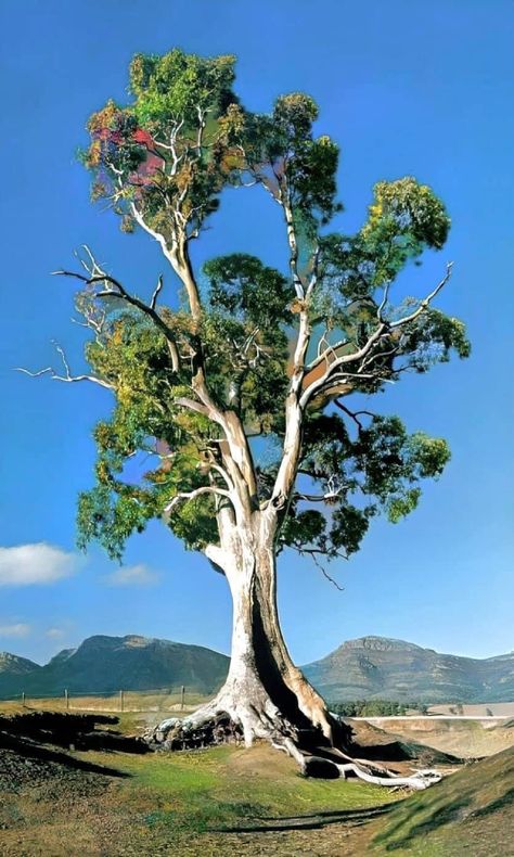 The River Red Gum (Eucalyptus camaldulensis), also known as the ‘Murray Red Gum’ Old Trees Photography, Plants Study, Tree Reference, Eucalyptus Camaldulensis, Art For Walls, Environment Painting, Walls Art, Gum Tree, Picture Tree