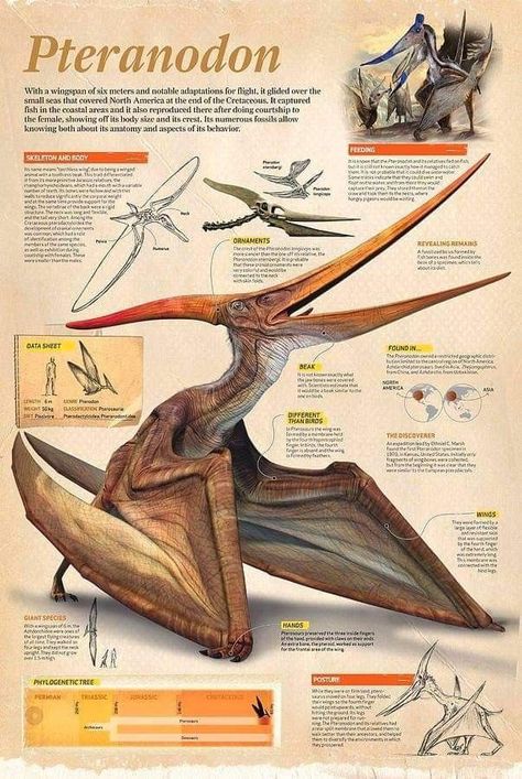 Animal Infographic, Prehistoric Animals Dinosaurs, Dinosaur Facts, Dinosaur Posters, Dinosaur Images, Dinosaur Pictures, Jurassic World Dinosaurs, Paleo Art, Dinosaur Funny