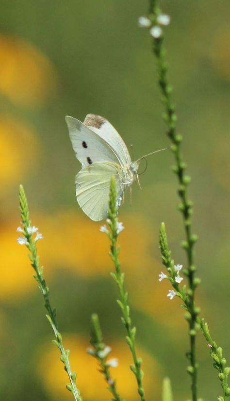 Cabbage White Cabbage White Butterfly, White Butterfly, Bugs, Insects, Butterflies, White, Bugs And Insects