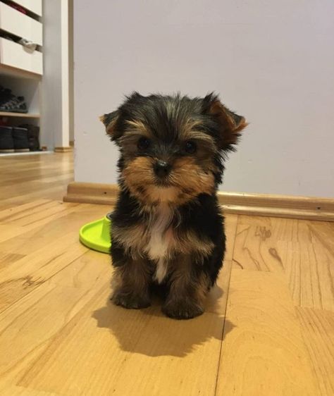 Dog Yorkshire Terrier, Cute Dogs Yorkies, Baby Yorkie Puppies, Yorky Puppy, Yorkie Terrier Puppy, Yorky Puppies, Teacup Terrier, Yorkshire Puppy, Teacup Yorkshire Terrier