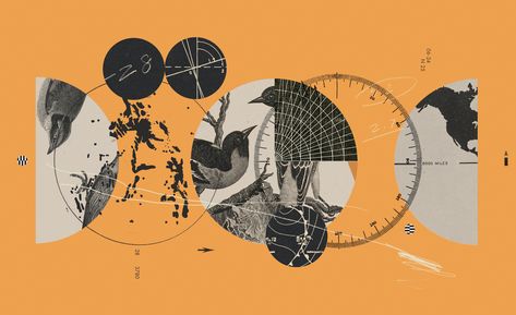 Bird Migration, Citizen Science, Visual Aesthetics, The New York Times, Mixed Media Art, New York Times, Illustration Design, Editorial, Design Inspiration