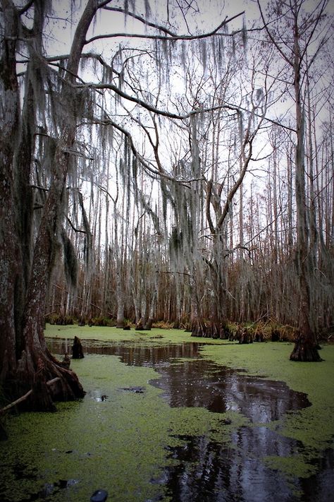 Southern Gothic Aesthetic, Louisiana Bayou, American Gothic, Southern Gothic, Gothic Aesthetic, Art Et Illustration, Dark Fantasy, Mother Nature, Beautiful Nature