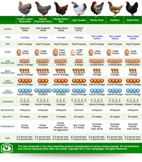 Different Types Of Eggs, Chickens Breeds, Comparison Infographic, Types Of Eggs, Backyard Chicken Farming, Chicken Garden, Coop Plans, Keeping Chickens, Building A Chicken Coop