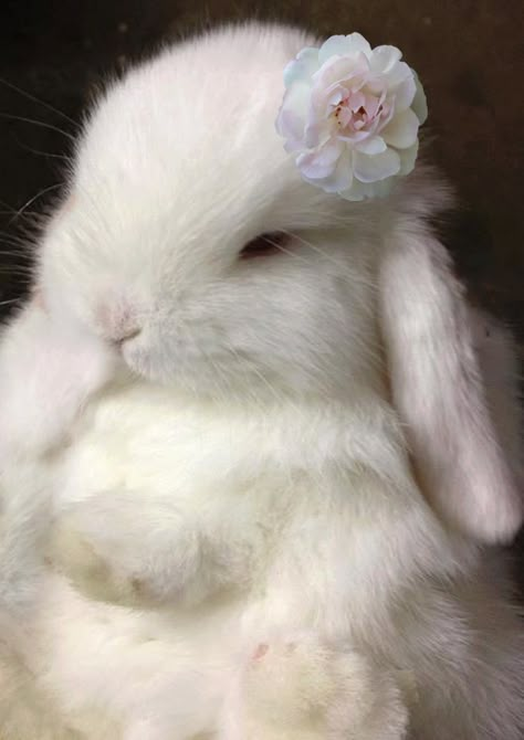 Bunny Pet, Söt Katt, Pet Pet, Bunny Pictures, Baby Bunnies, White Rabbit, Cute Creatures, Sweet Animals