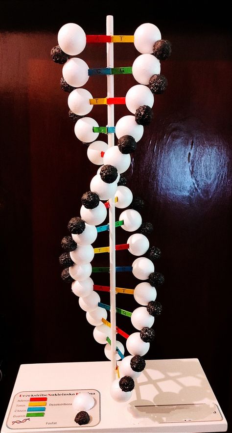 This model has been made from styrofoam balls, acrilic spray paint, thin wooden sticks and wooden bar. Dna Double Helix Model Projects, Dna Structure Project, 3d Molecule Project, Dna Structure Model Project, Dnk Model Diy, Dna Molecule Project, 3d Dna Structure Project, 3d Dna Project, Dna Model Project High Schools