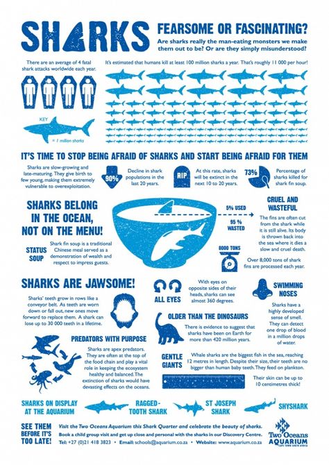 Shark Infographic, Swimming Infographic, Coffee Infographic Posters, Shark Posters, Misunderstood Shark, Shark Finning, What Is An Infographic, Animal Infographic, Science Infographics