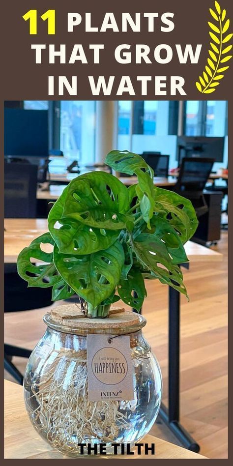 Indoor Plant Garden, Plants For Decoration, Indoor Plants Decor, Water Plants Indoor, Plants Grown In Water, Tanaman Air, Indoor Plant Stand, Tattoo Plant, Indoor Water Garden