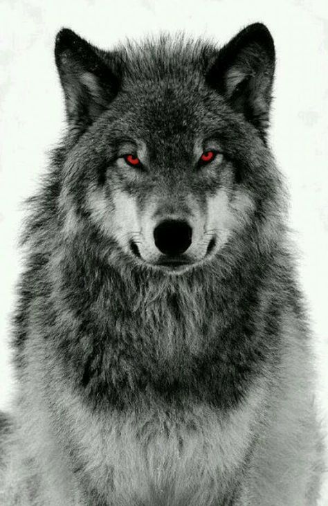 Wolf With Red Eyes, Gray Wolf, A Wolf, Red Eyes, Books Wattpad, Wattpad, Black And White, Books, Red