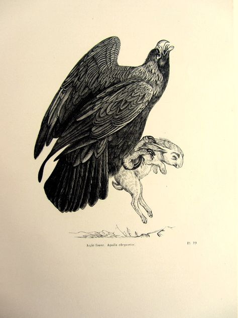 Bird Of Prey Tattoo, Bird Engraving, Tiki Pop, Antique Tattoo, Eagle Illustration, Eagle Hunting, Rabbit Hunting, Animal Hunting, Snake Illustration