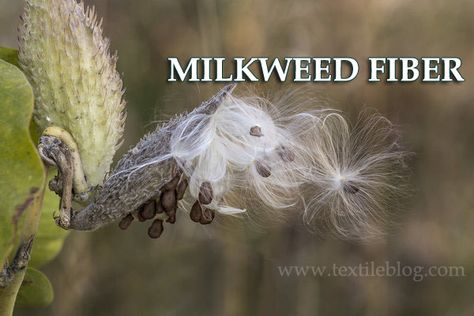 Citizen Scientist, Milkweed Flower, Asclepias Incarnata, Milkweed Seeds, Milkweed Plant, Swamp Milkweed, Asclepias Tuberosa, Identify Plant, Flower Plants