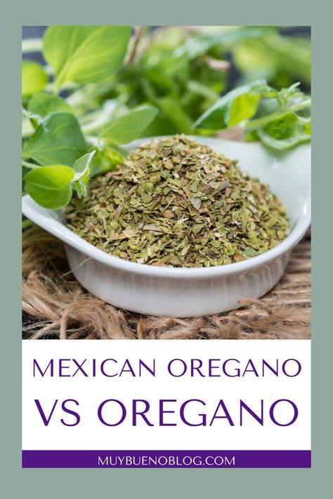 But, what is Mexican oregano, and how is it different from the oregano you have in your spice cabinet? Get ready to learn all about how this delightful herb can transform your cooking! Click here to learn all the differences between the two herbs Bueno Recipes, Oregano Recipes, Mexican Oregano, Traditional Mexican Food, Vegetarian Enchiladas, Spice Cabinet, Stuffed Pepper Soup, Mexican Food Recipes Authentic, Find Recipes