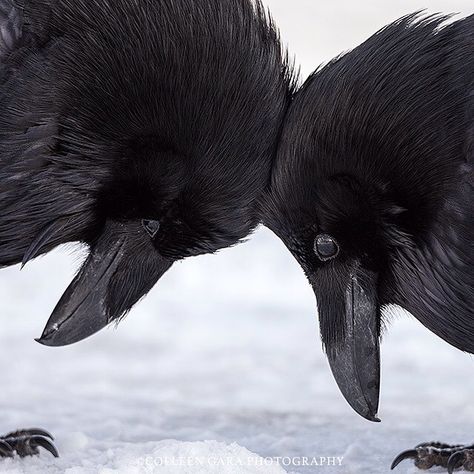 Raven Love - a moment of tenderness between a pair of Ravens Common Raven, Black Crows, Quoth The Raven, Crows And Ravens, Jackdaw, Raven Art, Black Birds, Crows Ravens, The Crow