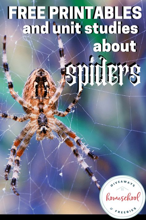 Free Printables and Unit Studies About Spiders - Homeschool Giveaways Spiders Unit Study, Spider Nature Study, Parts Of A Spider Free Printable, Spider Life Cycle Printable Free, Spider Activities Kindergarten, Cool Spiders, Spider Science, November Homeschool, Spider Unit Study