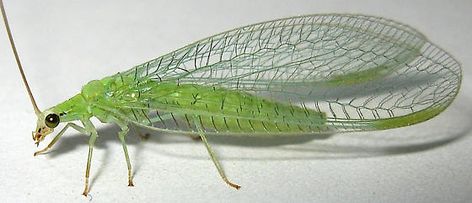 Green Lacewing, Lacewings, Iowa State University, Spiders, Bugs, Insects, Google Search, Green, Beauty