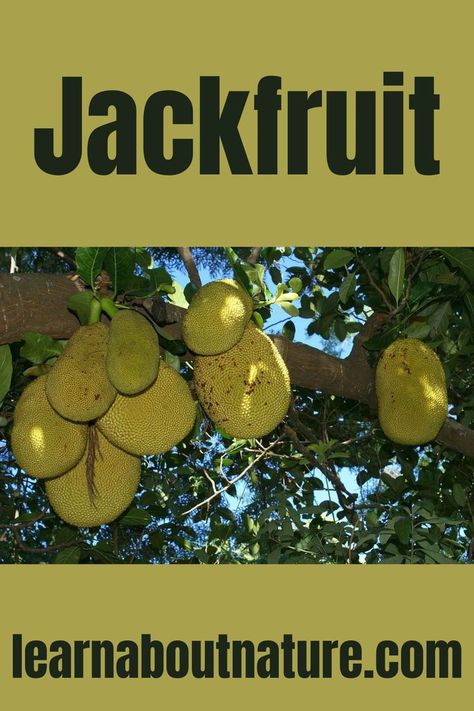 Jackfruit Substitute For Meat, Stage Green, Jackfruit Tree, Vegetarian Dish, About Nature, The Chicken, Vegetarian Dishes, Garden Plants, Trees