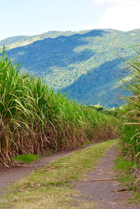 Sugar Cane Field, Jamaica Sugar Cane Farm, Dream Environment, British Guiana, Moonshine Still, Jamaican Culture, Sugar Cane, Background Images For Quotes, Caribbean Culture, Fields Photography