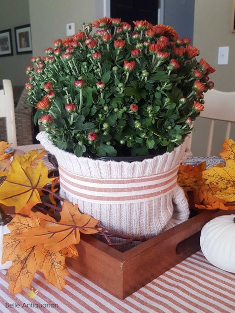 Fall Mums Centerpiece – Belle Antiquarian Fall Mum Wedding Centerpieces, Mums Centerpiece, Mums Table Centerpiece, Mum Centerpiece Table Decorations, Potted Mums As Centerpieces, Mum Centerpiece, White Mum Centerpiece, Fall Wedding Mums, Whiskey Barrel Planter